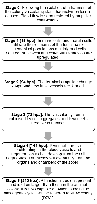 figure image